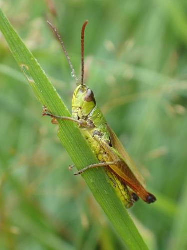 Réf. 307 216 : Pseudochorthippus parallelus parallelus